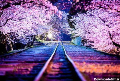 تماشایی ترین فصل شکوفه های گیلاس در ژاپن + تصاویر