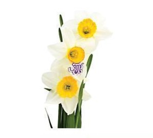گل نرگس شیراز - Narcissus | گل آف