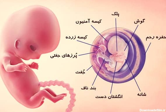 هفته ۳۱ بارداری - عکس جنین ۳۱ هفته - تغذیه و مراقبت های مادر