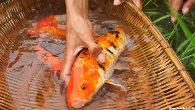 صید انواع ماهی های رنگارنگ کوی قرمز - ماهیگیری