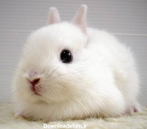 عکس خرگوش سفید