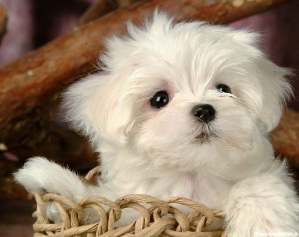 قیمت سگ جیبی خوشگل، سفید، کوچک در 3 نوع مختلف - آراد برندینگ