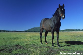 عکس اسب سیاه در دشت