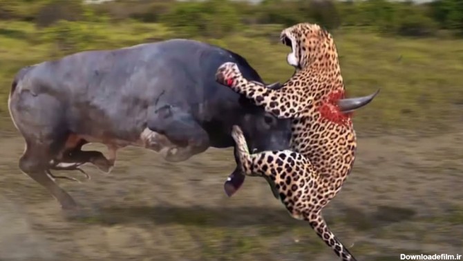 قوی ترین حیوانات آفریقا || بوفالو در مقابل شیر || جنگ حیوانات وحشی