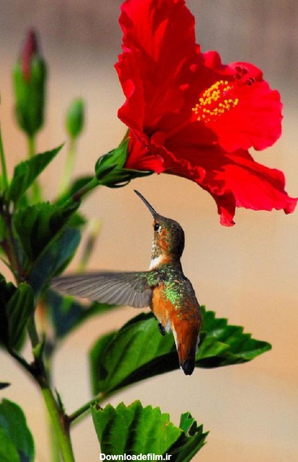۲۵ عکس گل و پرنده های زیبا و ناز برای پروفایل | ستاره