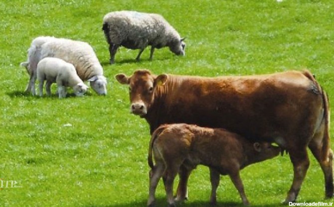 21 نکته ضروری در پرواربندی گوسفند و گاو-ITPNews
