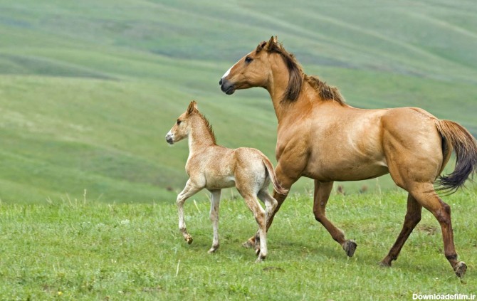 یک اسب قهوه ای و کره اش