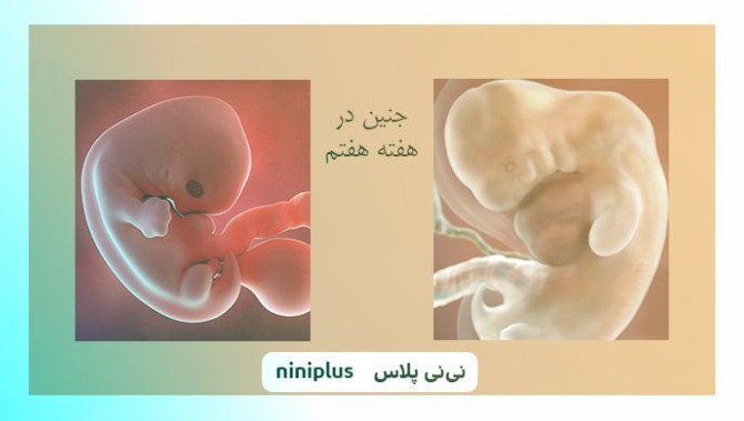 عکس جنین در هفته هفتم بارداری شکل و اندازه جنین | نی نی پلاس