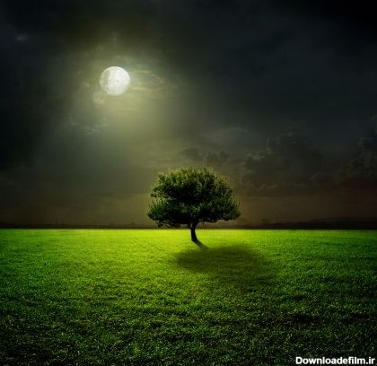 طبیعت منظره درخت شب نور ماه