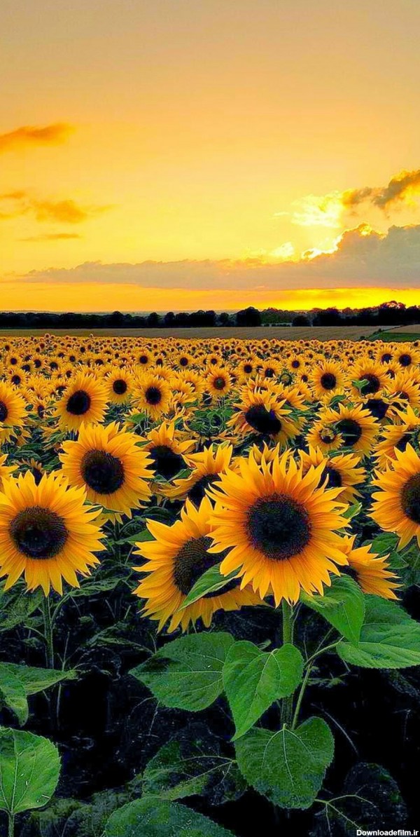 جدیدترین و زیباترین عکس گل های آفتابگردان در طبیعت و مزرعه برای والپیپر گوشی هوشمند