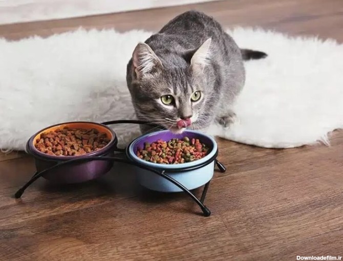 عکس گربه در حال غذا خوردن
