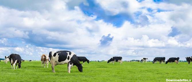 Friesian Cows Field - دانلود عکس - پارس ایمیجز - download ...