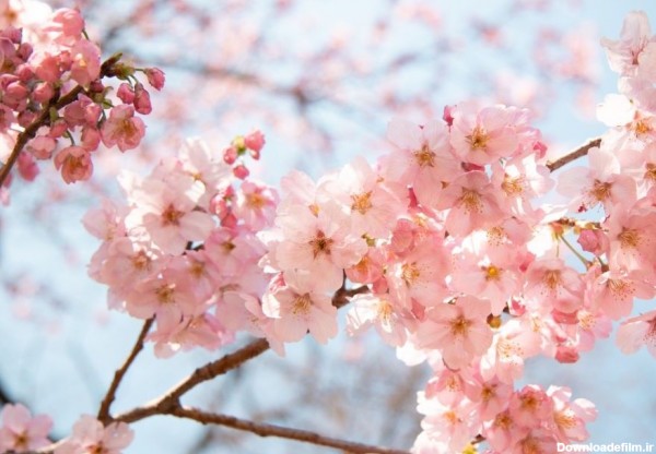 50 عکس شکوفه گیلاس بهاری با کیفیت بسیار بالا