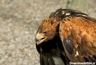 این عقاب غول‌پیکر در ایران ساکن است/ عکس - خبرآنلاین