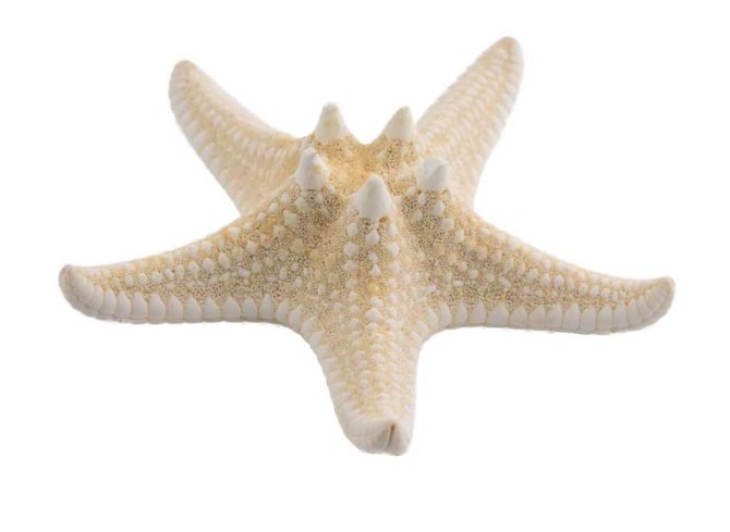 دانلود طرح ستاره دریایی کرمی
