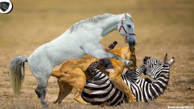 جنگ دیدنی اسب وحشی با شیر - جنگ و نبرد حیوانات وحشی