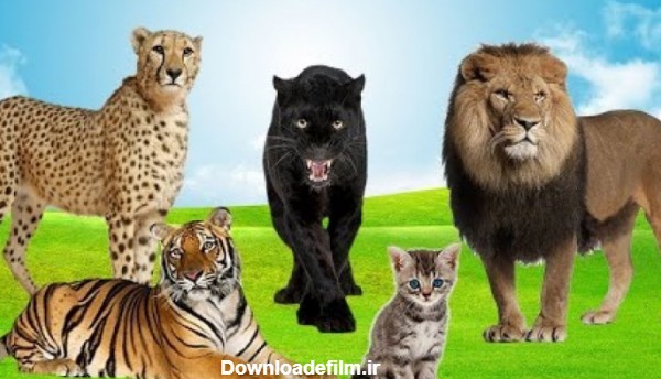 صداهای گربه ها ، شیر ، ببر ، گربه ، پلنگ ، گربه های بزرگ وحشی