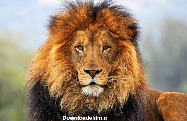 عکس شیر سلطان جنگل (4)