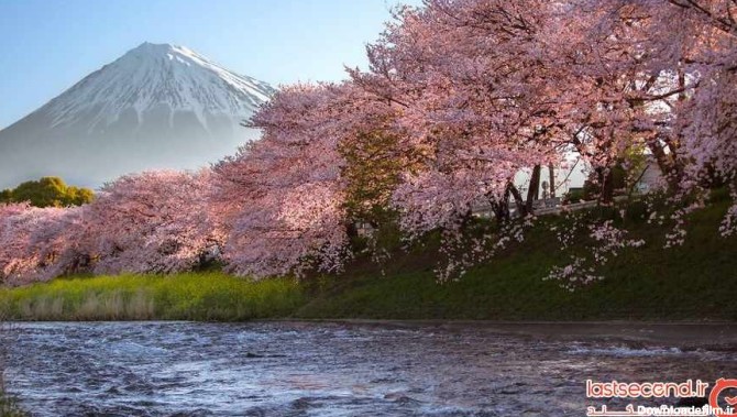 تصاویر رویایی از ژاپن و شکوفه های بهاری آن ‏ | لست‌سکند