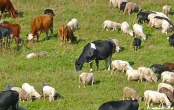 گاو و گوسفند هم کارت تردد می‌گیرند - جهان نيوز