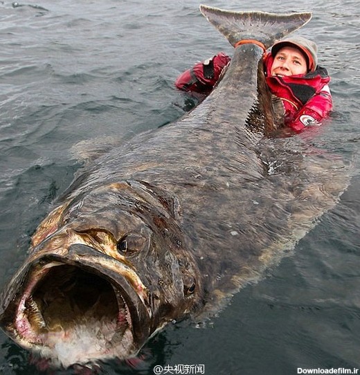 عکس ماهی بزرگ بزرگ