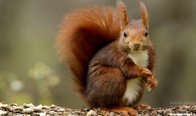 عکس زیباترین سنجاب های دنیا