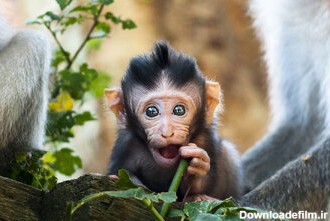 کیف‌قاپی توسط یک میمون در حیات وحش/ عکس