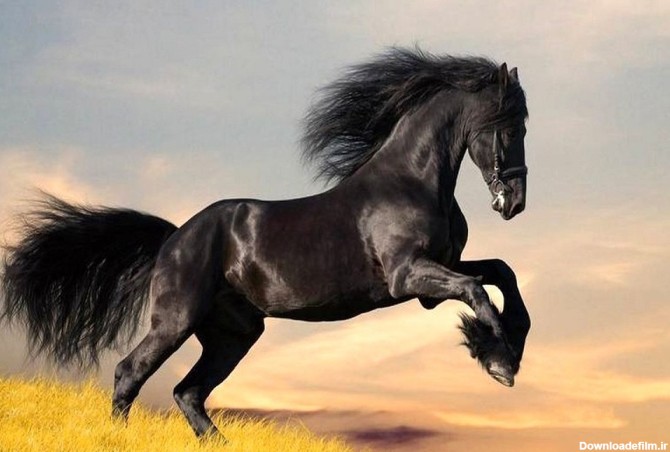 عکس گرانترین اسب در ایران
