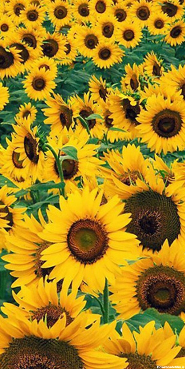 عکس گل آفتابگردان های زیبا و قشنگ با کیفیت بالا برای پروفایل شبکه های اجتماعی