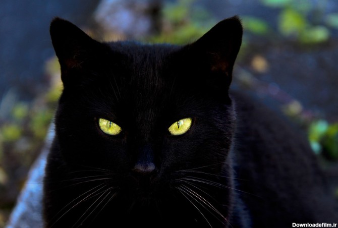 54 عدد تصویر زمینه گربه سیاه (black cat)
