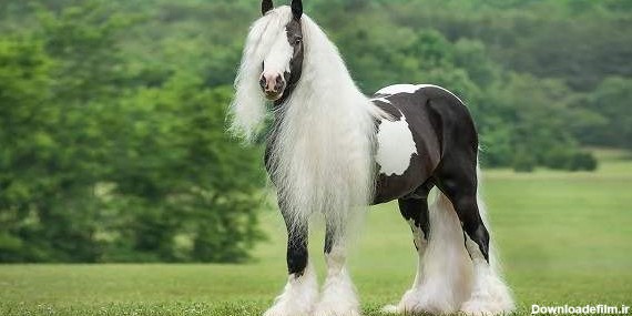 خوشگل ترین اسبهای دنیا | تبادل نظر نی نی سایت