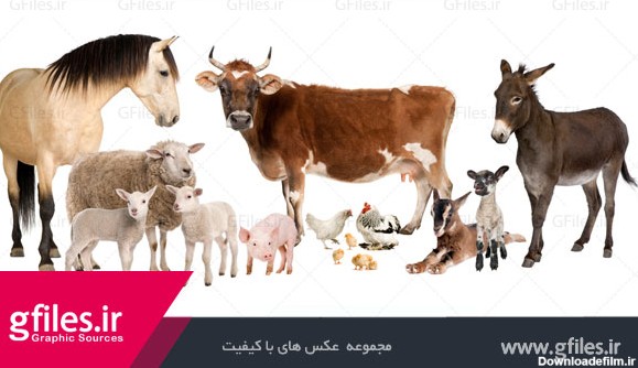 عکس حیوانات خانگی شامل گاو و گوسفند و اسب و مرغ و الاغ به ...
