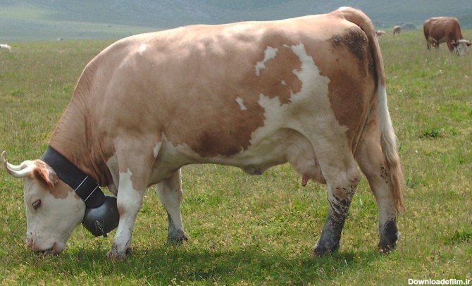 قیمتی استثنایی یک گاو در حراجی؛ ۲۰۰ میلیارد تومان! + عکس - اقتصاد ...