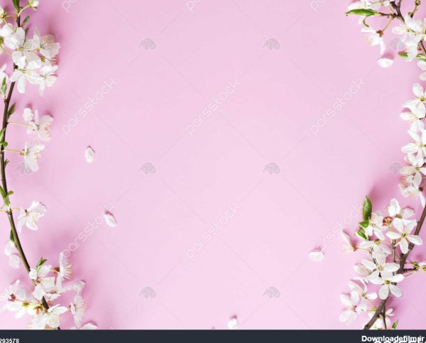 گل بهار زیبا در ترکیب صورتی background frame 1293578