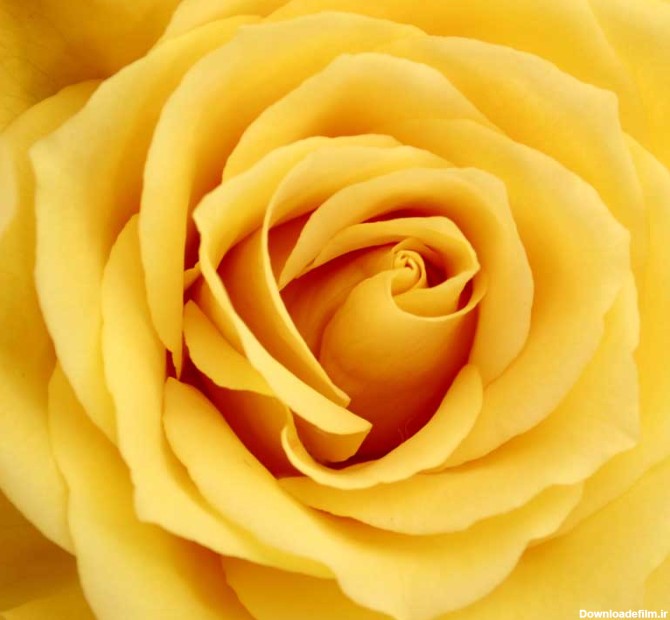 دانلود عکس گل رز زرد از نزدیک | تیک طرح مرجع گرافیک ایران