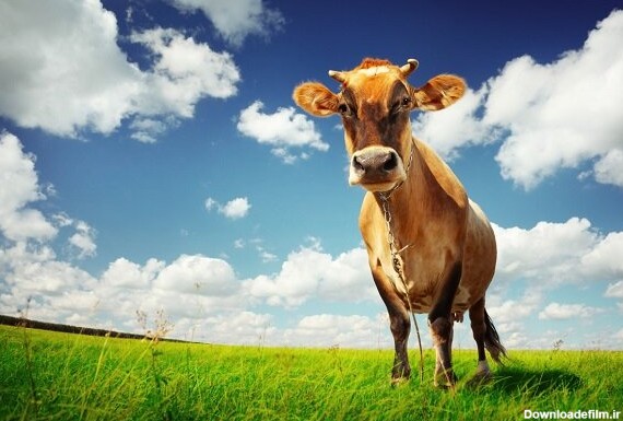 عکس از گاو در مزرعه