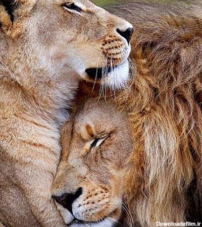 عکس پروفایل عاشقانه شیر سلطان جنگل و شیر ماده