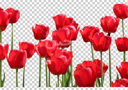 Borchin-ir-a group of red tulip flower PNG large photo عکس گل لاله قرمز شهدا۲