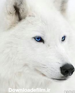 عکس گرگ قطبی سفید - عکس نودی