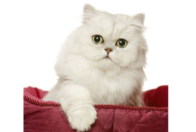 مشخصات کامل، قیمت و خرید نژاد گربه پرشین (Persian) | پت راید