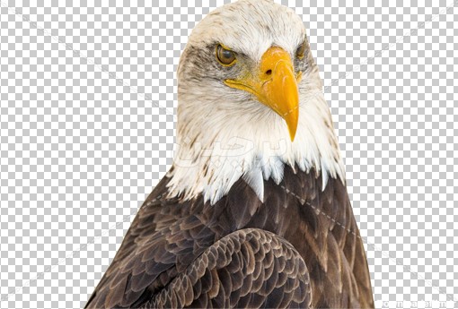 Borchin-ir- closeup-shot-head-majestic-eagle عکس PNG عقاب شکاری۲