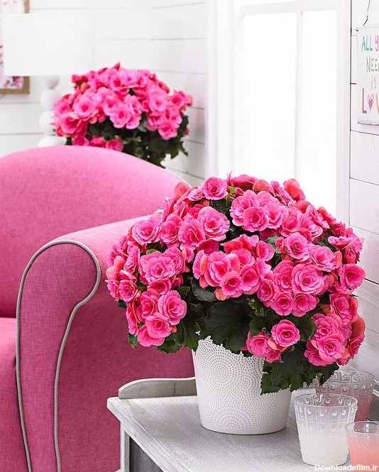 گیاهان گلدار برای خانه شما - کافه گلدون فروشگاه اینترنتی گل و گیاه