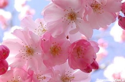 عکس گل بهاری برای پروفایل ۱۴۰۰ - عکس نودی