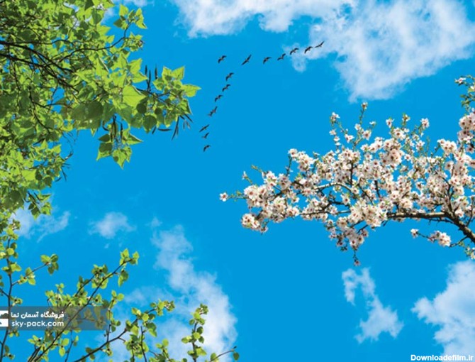 آسمان مجازی طرح درخت ، شکوفه های بهاری و پرندگان