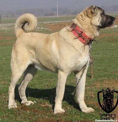 عکس سگ سراب جنگی