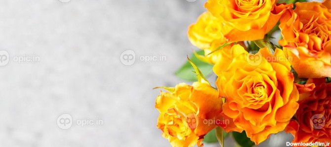 دانلود عکس از نزدیک دسته گل رز زرد نارنجی با فضای کپی | اوپیک