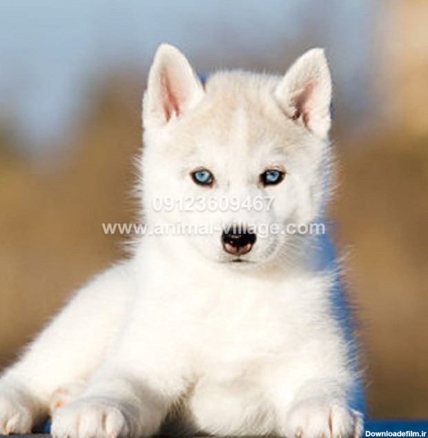 سگ هاسکی مالاموت سفید - دهکده حیوانات