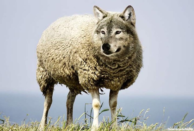 شناسایی گرگ در لباس گوسفند - جعبه ابزار ذهنی
