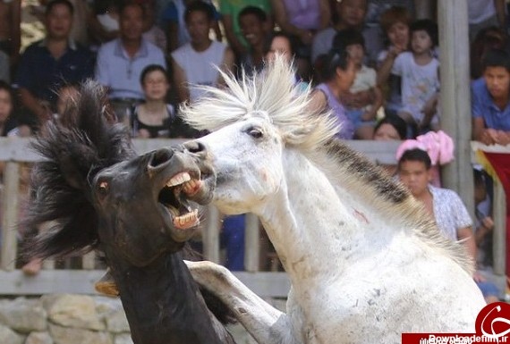 منظره هولناکی از نبرد اسب ها + تصاویر