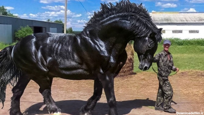 حیوانات غول جثه؛ قدرتمندترین اسب های دنیا که هم زیبا و ...